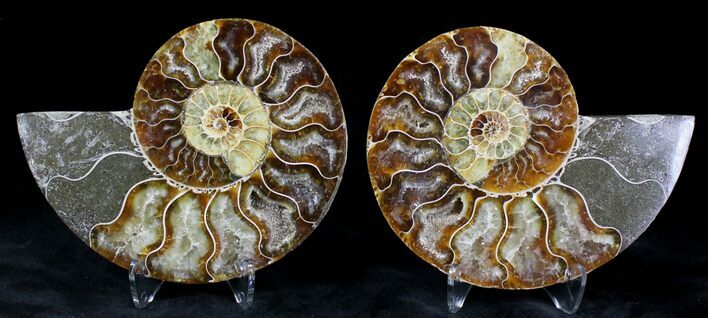 Polished Ammonite Pair - Million Years #21149